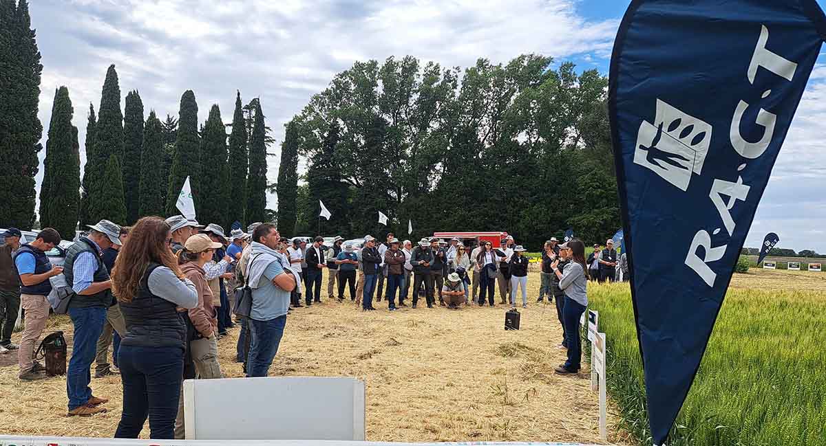 ¿Qué es la Estrategia multiespecie en cultivos de invierno?